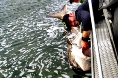 columbiafishing.net258columbia_river_fishing_7_2013_108